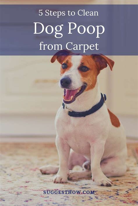 Cleaning dog poop from carpet. Things To Know About Cleaning dog poop from carpet. 